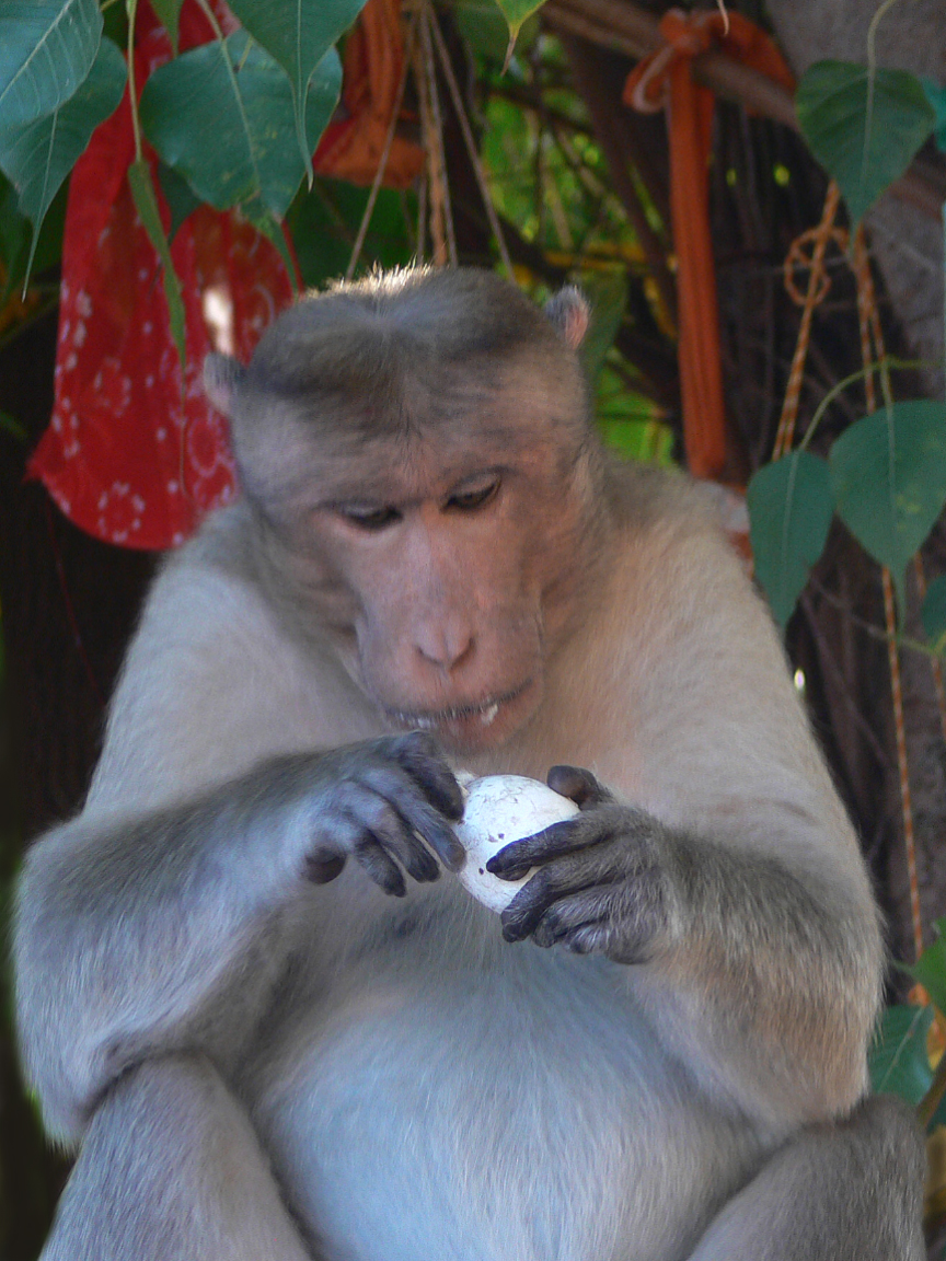 monkey-meditating
